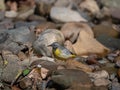 Grey wagtail, Motacilla cinerea. Urban nature, river, Scotland Royalty Free Stock Photo