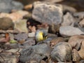 Grey wagtail, Motacilla cinerea. Urban nature, river, Scotland Royalty Free Stock Photo