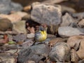 Grey wagtail, Motacilla cinerea. Urban nature, river, Scotland