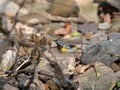 Grey wagtail, Motacilla cinerea. Urban nature, river, Scotland