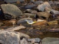 Grey wagtail, Motacilla cinerea. Urban nature, river, Scotland