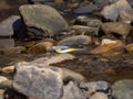 Grey wagtail, Motacilla cinerea. Urban nature, river, Scotland