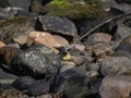 Grey wagtail, Motacilla cinerea. Urban nature, river, Scotland Royalty Free Stock Photo