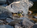 Grey wagtail, Motacilla cinerea. Urban nature, river, Scotland Royalty Free Stock Photo