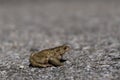 Low-angle toad - paddock