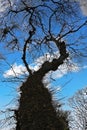 low angle of tree