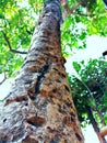 Low Angle tree shot view