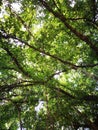 Low Angle Of Tree Top