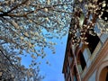 Low angle of a tree with white flowers under a traditional buildings and blue sky Royalty Free Stock Photo