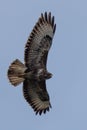Low-angle vertical shot of the Common Buzzard flying in the sky Royalty Free Stock Photo