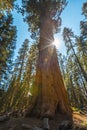 Low angle vertical shot of a huge redwood tree in Sequoia National Park, California, USA