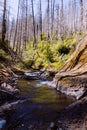 Low angle vertical shot of a stream in Gifford Pinchot National Forest Royalty Free Stock Photo