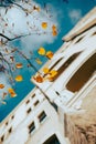 Low-angle vertical shot of the yellow autumn leaves with building against a blue sky Royalty Free Stock Photo