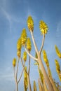 Low angle view of Aloe Vera medicinal plant with yellow flowers Royalty Free Stock Photo