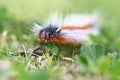 Anthelid acuta moth caterpillar crawlling on green garden grass Royalty Free Stock Photo