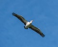 Low-angle view of an Australian pelican flying in the blue sky Royalty Free Stock Photo