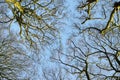 Low angle view of autumn beech trees with no leaves and a clear blue sky in a remote forest or countryside in Norway