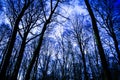 Low angle view on bare branches of beech forest against cold crystal blue sky
