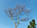 bare tree against blue sky