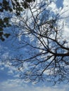 Low angle view of bare tree branches against blue sky Royalty Free Stock Photo