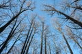 Low angle view of bare trees in the winter forest Royalty Free Stock Photo