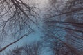 Low angle view of bare treetop, long tree branches stretching up to dark moody sky in cold winter morning