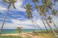 The view of Pantai Jambu Bongkok Beach with soaring coconut trees at Terengganu, Malaysia. Royalty Free Stock Photo