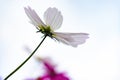 Low angle of beautiful daisy or Cosmos bipinnata Cav Royalty Free Stock Photo