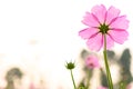 Low angle view of beautiful daisy or Cosmos bipinnata Cav Royalty Free Stock Photo