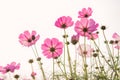 low angle of beautiful daisy or Cosmos bipinnata Cav Royalty Free Stock Photo