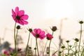 Low angle view of beautiful daisy or Cosmos bipinnata Cav Royalty Free Stock Photo