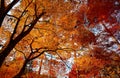 Low angle view of beautiful foliage and branches of autumn trees in a forest