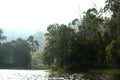 Low-angle view of a beautiful forest near the lake in Kodaikanal, India Royalty Free Stock Photo