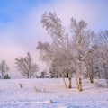 Low-angle view of a beautiful forest during winter in Serbia Royalty Free Stock Photo