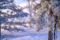 Low-angle view of a beautiful forest during winter in Serbia Royalty Free Stock Photo