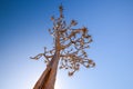 Low angle view of a beautiful quiver tree Aloe dichotoma in Fish River Canyon Nature Park in Namibia, Africa Royalty Free Stock Photo