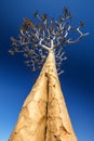 Low angle view of a beautiful quiver tree Aloe dichotoma in Fish River Canyon Nature Park in Namibia, Africa Royalty Free Stock Photo