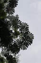 Low angle view of beautiful round leaves of tropical tree with bright sky in rain forest on Tiwai Island, Sierra Leone