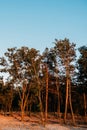low angle view of beautiful tall trees against blue sky Royalty Free Stock Photo