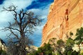 Low angle view beyond dry dead bare tree on red sandstone steep mountain wall against blue sky with clouds Royalty Free Stock Photo