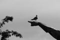 Low angle view of bird perching on a part of a statue