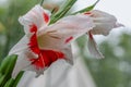 Low angle view of \'bizar\' gladiolus flower