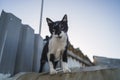 Low angle view of a black and white cat on a garage roof under a blue sky Royalty Free Stock Photo