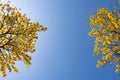 Blooming Guayacan or Handroanthus chrysanthus or Golden Bell Tree under blue sky Royalty Free Stock Photo