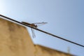 A dragonfly resting on a metal cable.