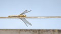 A dragonfly resting on a metal cable.