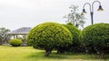 A low angle view, bonsai, spherical trees and beautifully pruned bushes of green leaves