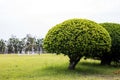 A low angle view, bonsai, spherical trees and beautifully pruned bushes of green leaves