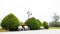 A low angle view, bonsai, spherical trees and beautifully pruned bushes of green leaves
