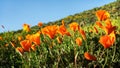 Low angle view of bright orange California poppies super bloom on green hillside under blue sky. Royalty Free Stock Photo